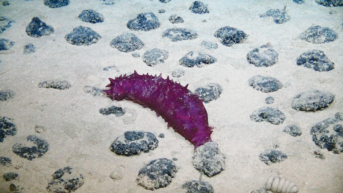 Extreme Regeneration: Seegurken, wollt ihr ewig leben?