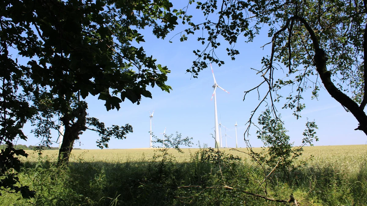 Wie Windräder beim Waldumbau helfen können