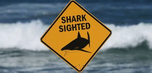 Australien: Taucher stirbt nach Hai-Attacke vor der Küste