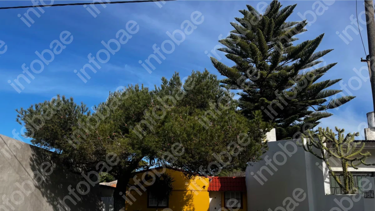 Batalla entre vecinos por una araucaria: la Justicia obliga a la dueña del árbol a limpiar la casa de al lado después de cada tormenta