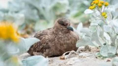 Australia confirms first case of H5N1 bird flu as virus reaches every continent