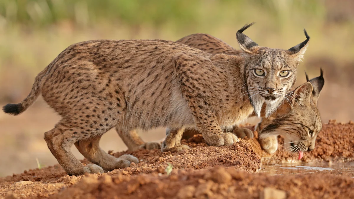 El milagro del lince ibérico: de 94 ejemplares a principios de siglo a los 2.633 de hoy