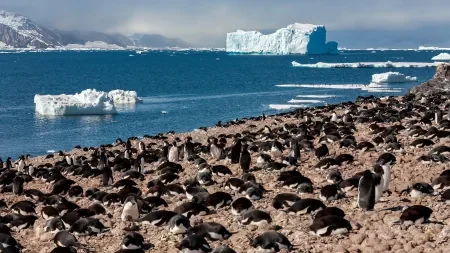 Wegen Klimawandel: Satellitenbilder enthüllen Ernährungsumstellung von Pinguinen