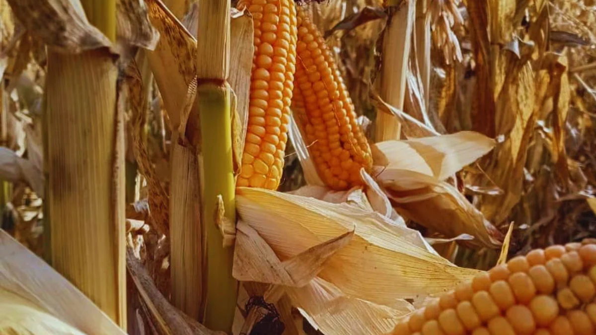 El maíz avanza hacia el sur: evalúan híbridos capaces de producir en las condiciones extremas de la Patagonia