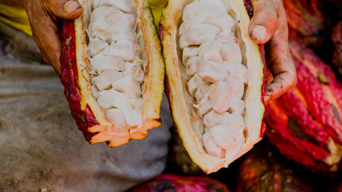 Descubren cuatro nuevos grupos genéticos de cacao peruano y confirman la riqueza genética de ocho regiones