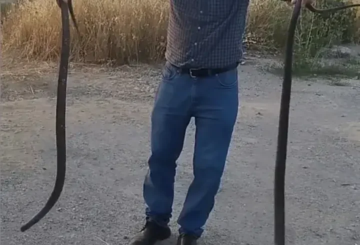 Yakaladığı 2 yılanı doğaya saldı; o anlar kamerada