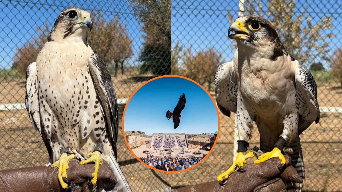 Nueva polémica en Puy du Fou: extrabajadores denuncian la venta de aves rapaces, caza furtiva y desnutrición