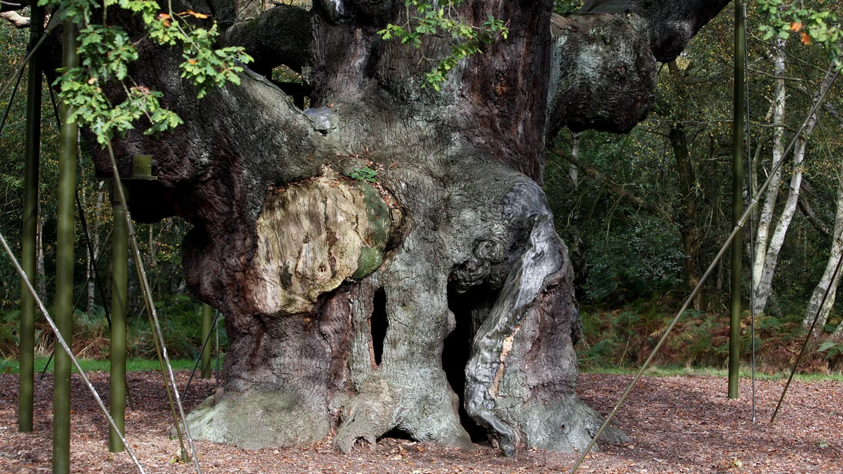 Muere el roble milenario que, según la leyenda, dio cobijo a Robin Hood en el bosque de Sherwood