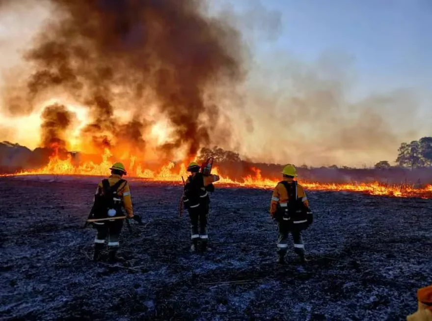Cortes de luz, caída de árboles y destrozos: lo que dejó el viento zonda en Jujuy