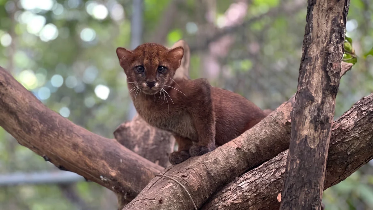 Enfermedades de animales domésticos amenazan a ocelotes, jaguares y pumas de México