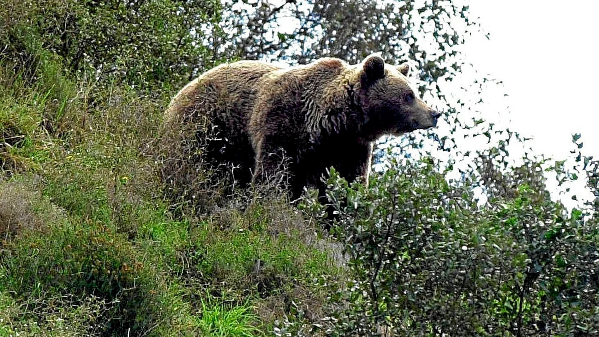 Observan un oso pardo corriendo por la carretera NA-140, entre Ochagavia y Ezcaroz (Navarra)