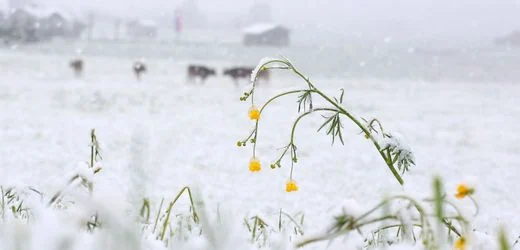 Wetter: Polarluft weht Schneeflocken über Brocken, Feldberg und Sauerland