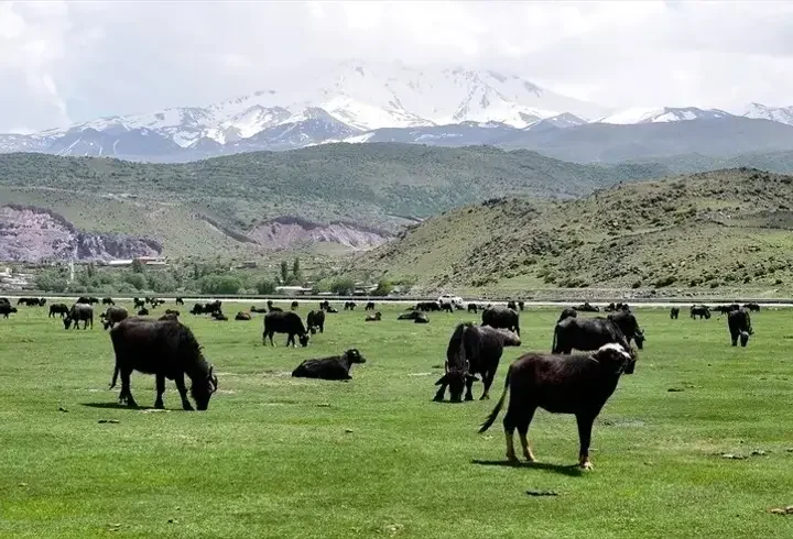 Kayseri'de manda sayısı 8 bin 800'e yükseldi! Türkiye'de ilk 4'te yer alıyor