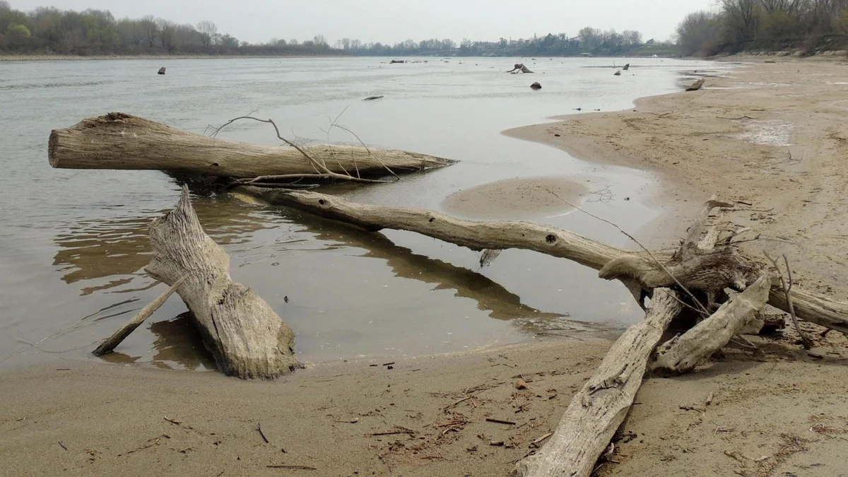 Il Delta del Po in agonia per la siccità. Muoiono tonnellate di cozze e vongole
