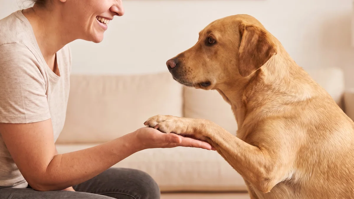 Día del Perro: Estos hábitos ayudan a mantener tu casa limpia y libre de alérgenos
