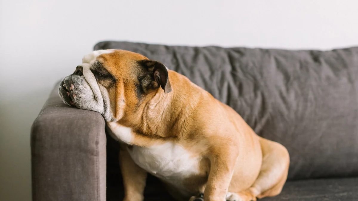Las razas de perros con más problemas en la piel y cómo prevenir problemas dermatológicos
