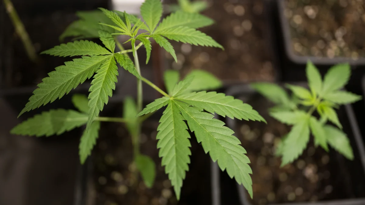 Drogenpolitik: Zeit für eine Kehrtwende beim Cannabis-Gesetz