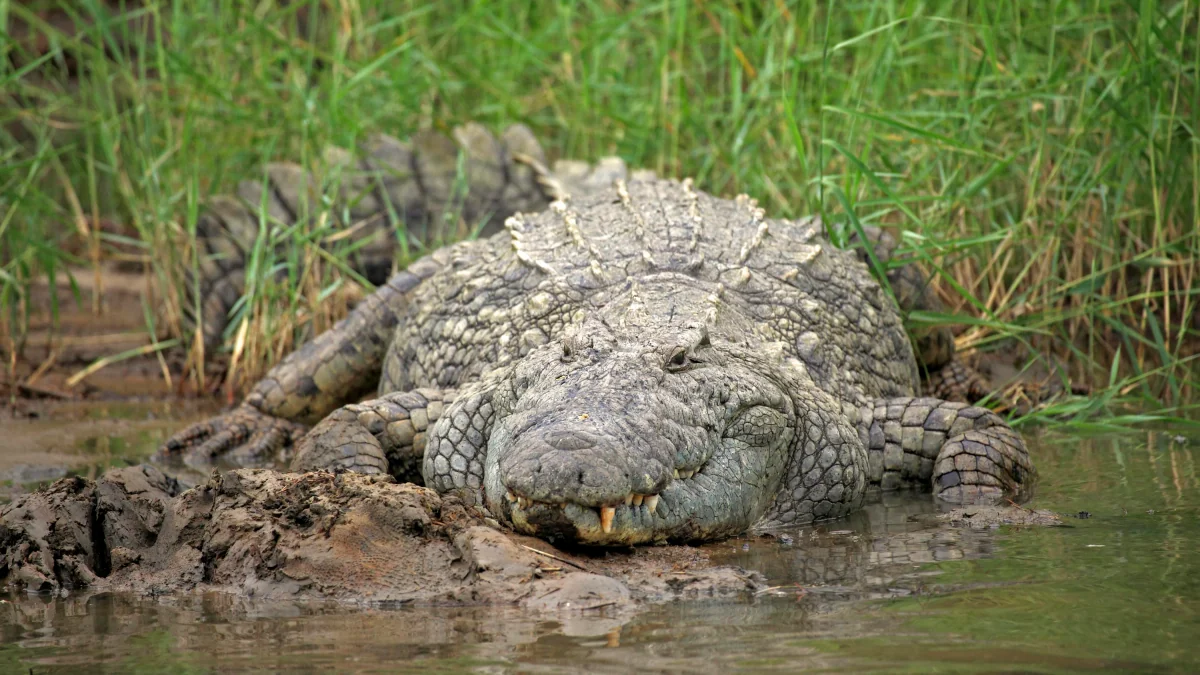 Bewacht durch Reptilien?: Israel ebnet Weg für Einsatz von Krokodilen um Gefängnisse