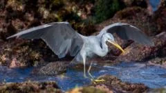 Hundreds of twitchers flock to see African bird in UK for first time
