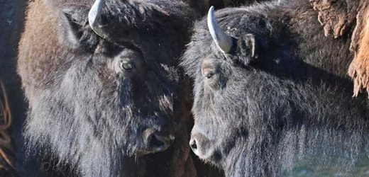 Münchner Tierpark: Mann sucht Schuh und verirrt sich im Bisongehege