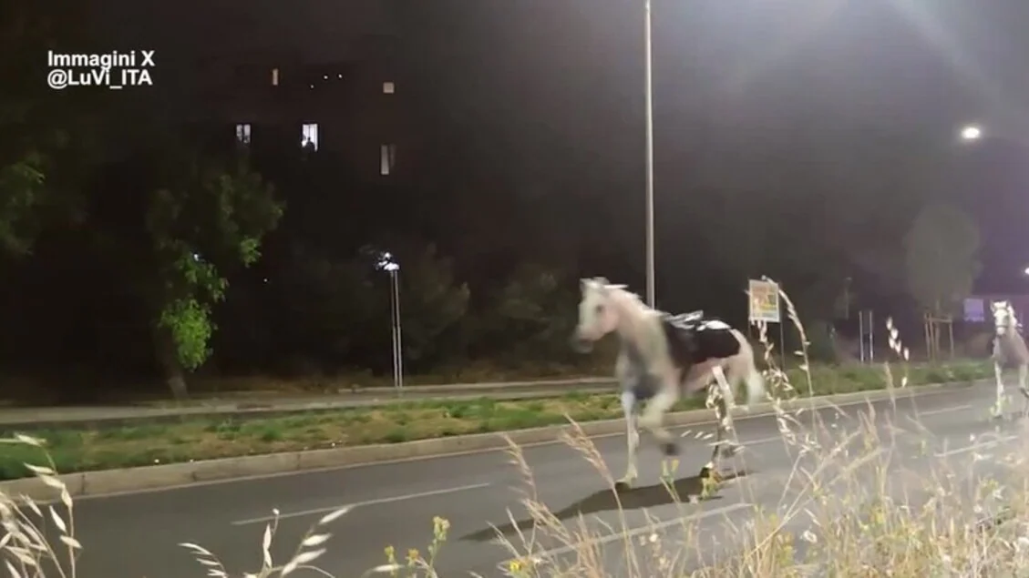 In fuga cavalli della parata 2 giugno, al galoppo sulla Colombo