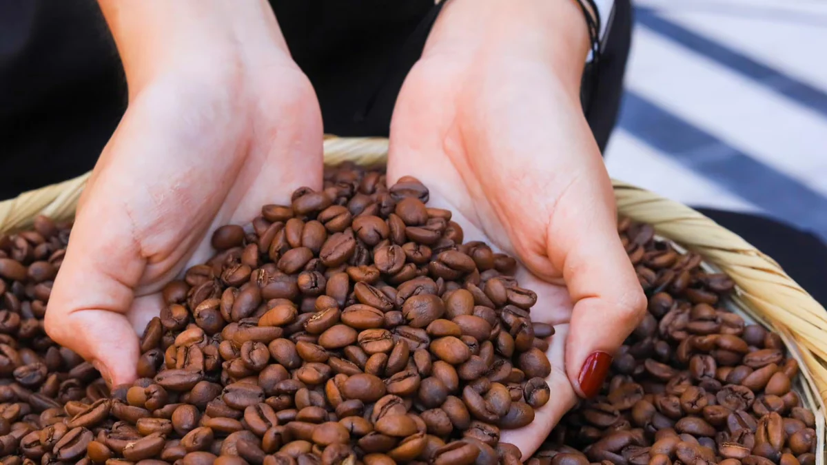 El Salvador eleva 12.9% su producción de café y roza el millón de quintales en el ciclo 2025/26