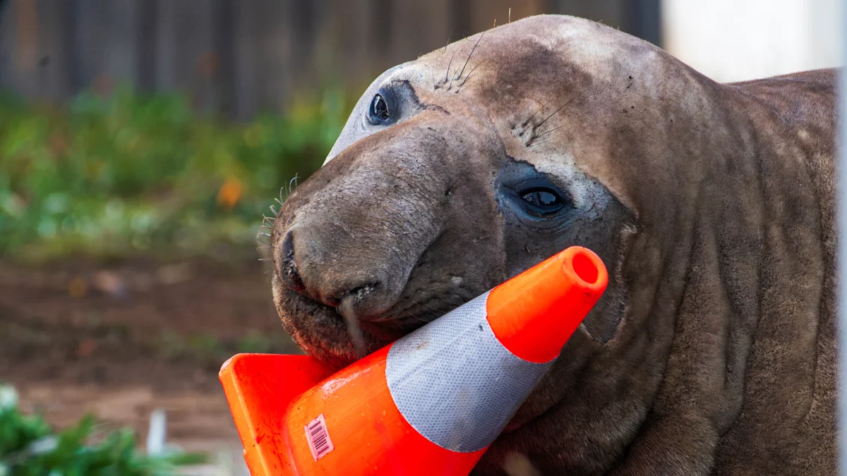 Australian officials ask fans to respect the privacy of Neil, a trouble-making seal