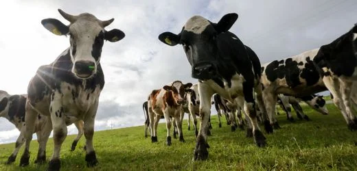 Österreich: Dutzende Kühe greifen Ehepaar auf Weide an – Frau stirbt
