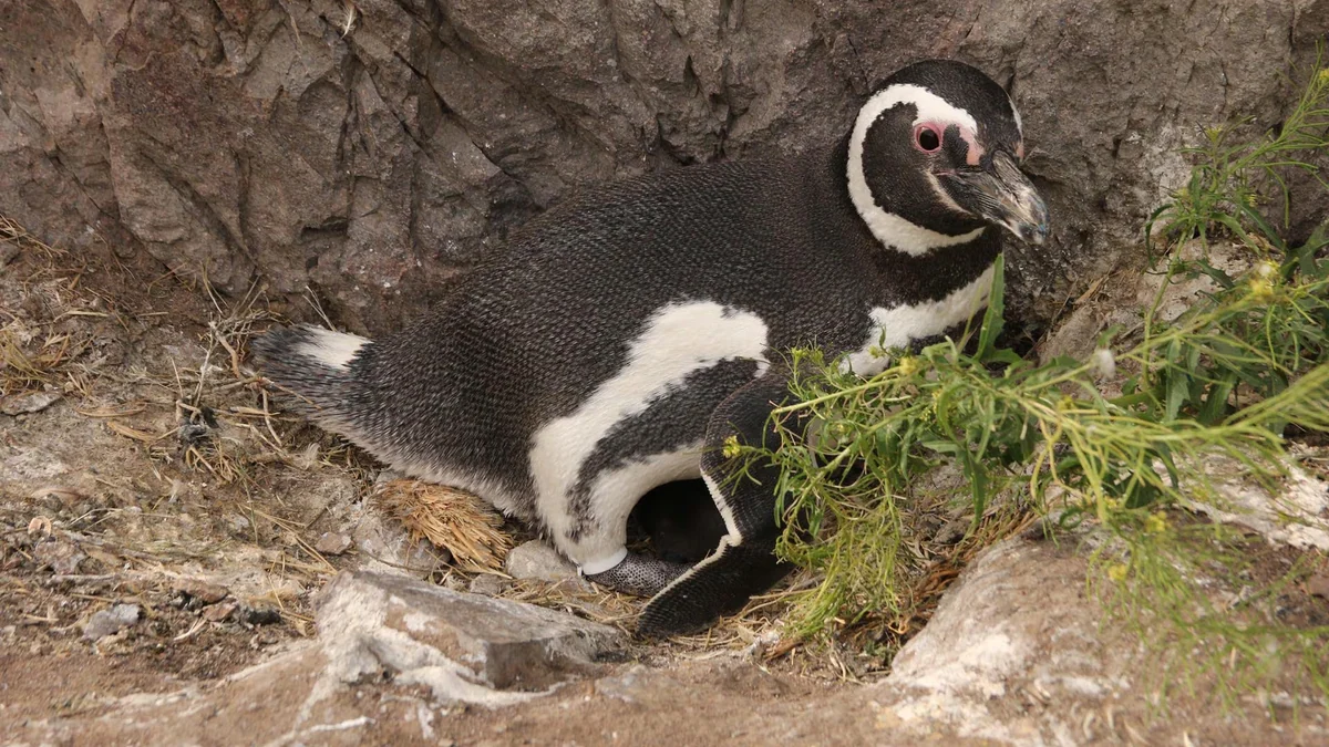 Detectaron “químicos eternos” en pingüinos de la Patagonia: qué implica el hallazgo, según los científicos