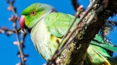 'He's causing havoc': Parrot loose in Inverness blamed for damage to cars