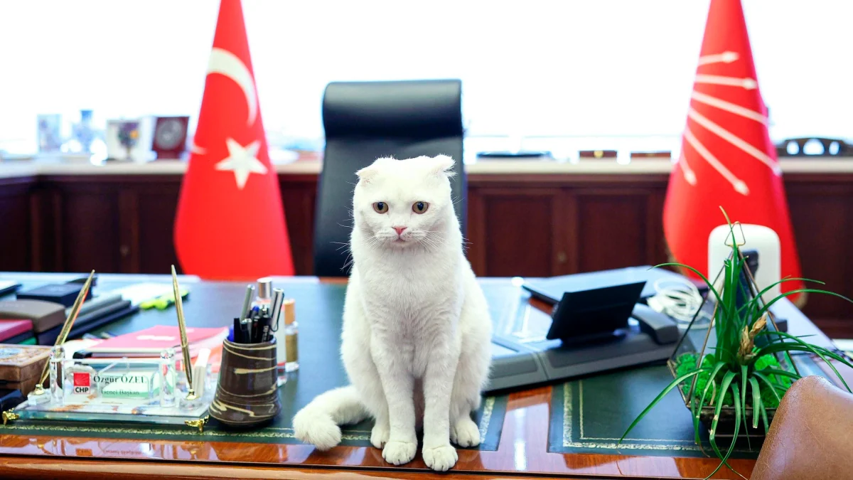 Haustiere in der Türkei: Die Katzenklappe des Sultans