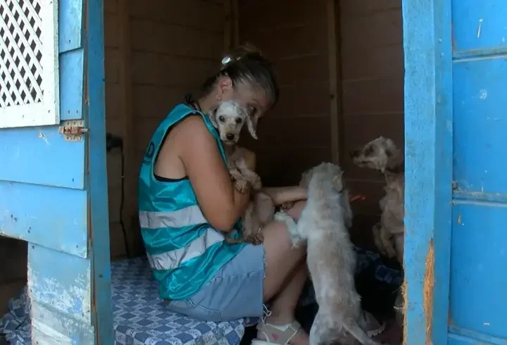 Geçici hevesle alınıp terk edilen cins köpekler, sahiplenilmeyi bekliyor