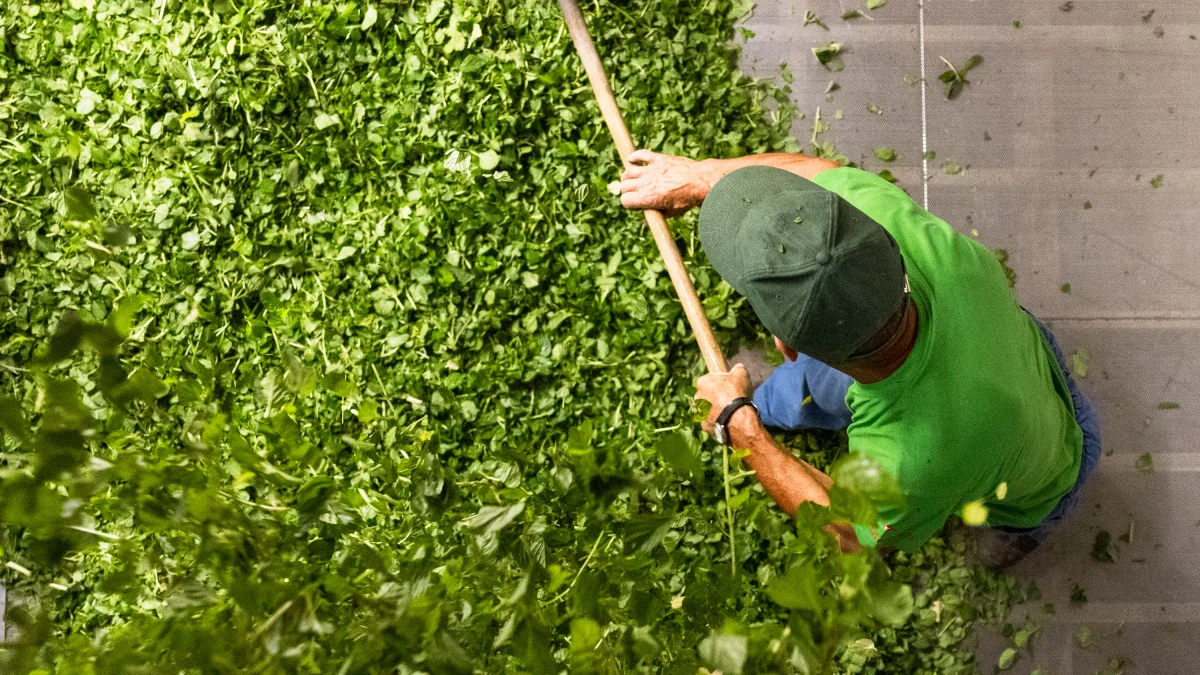 Wer hat's Erfunden?: „Kräuter sind das Herz von Ricola“
