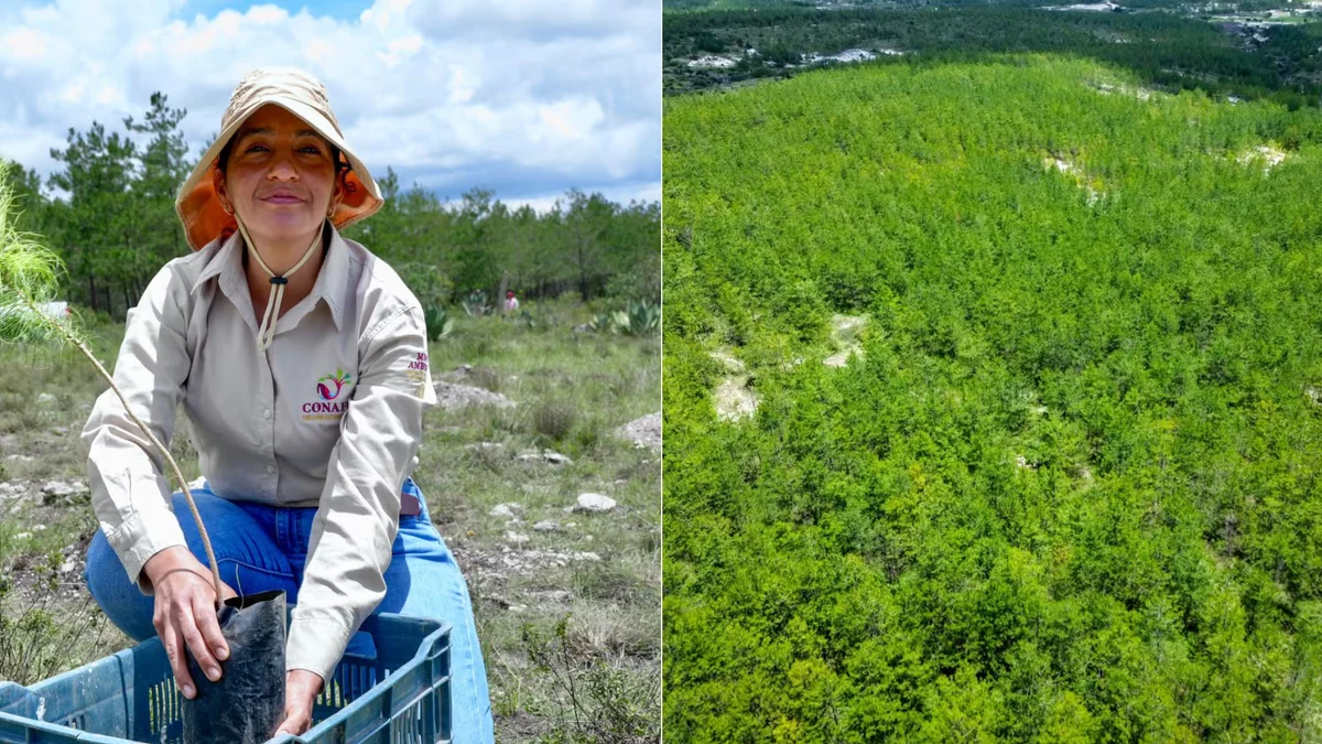 México planta 3 mil árboles en Oaxaca en el marco del Día del Árbol: estado concentra 83 proyectos forestales