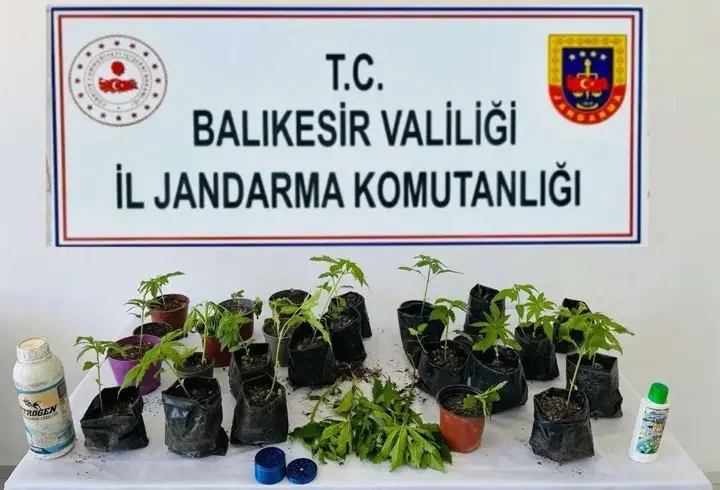 Erdek'te jandarma, 32 kök kenevir ele geçirdi