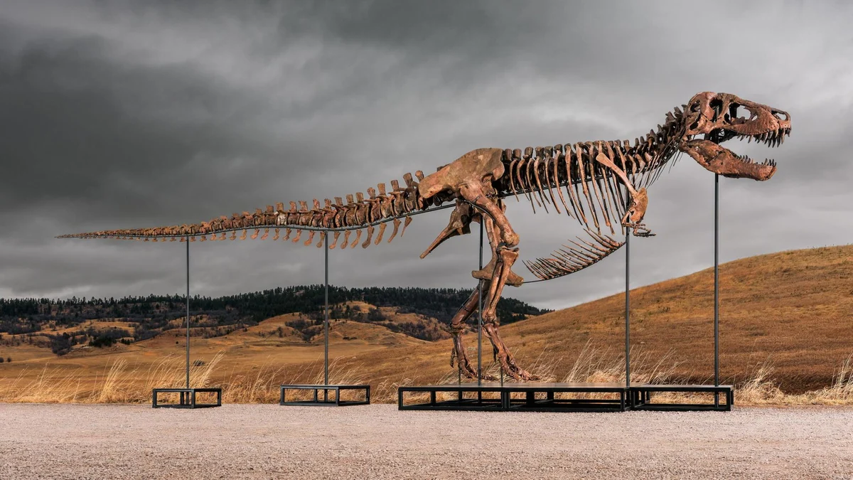 Mehr als 50 Millionen US-Dollar: Rekord für T-Rex bei Auktion in New York