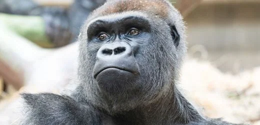Zoo Basel: Gorilla-Vater beißt sein Baby tot, die Mutter trägt es weiter bei sich