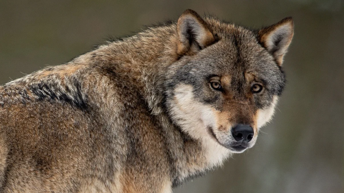 Jagd auf Wölfe: Artenschutz kennt Grenzen