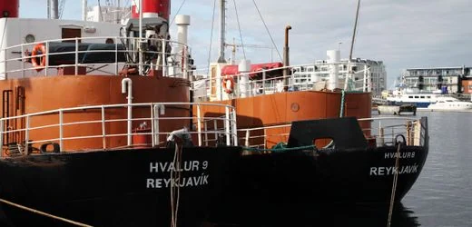Walfang: Island setzt umstrittene Jagd auf Finnwale fort