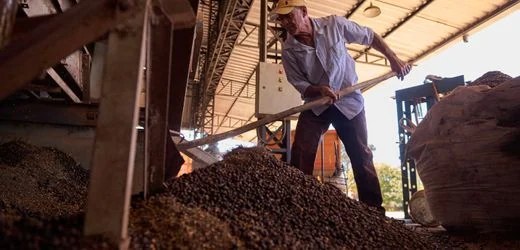 Stress durch El Niño – Brasiliens Kaffeeanbauer reduzieren Ernteprognose