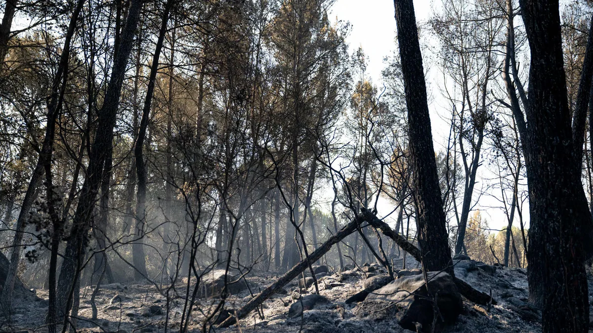 Cuándo un incendio forestal se convierte en realmente peligroso: guía de los niveles de emergencia y protocolo a seguir si vives cerca de uno