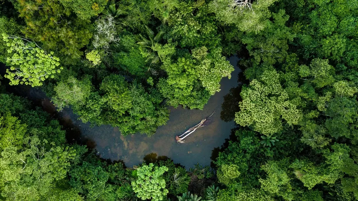 Perú combinará su Fuerza Aérea con IA para proteger sus bosques frente a la devastación: los detalles