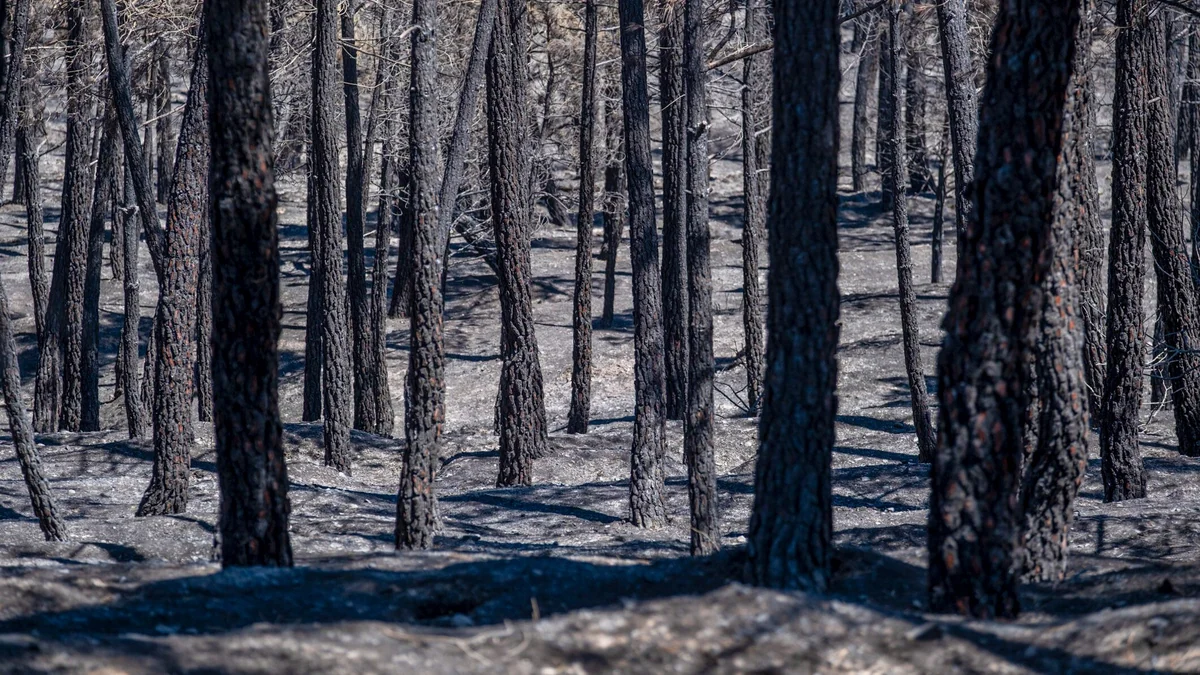 El incendio de La Mierla (Guadalajara) devora 13.000 hectáreas en cuatro días con 21 pueblos desalojados