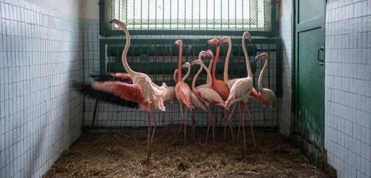 Ukraine-Krieg: Zoodirektor kämpft in Mykolajiw um seine Tiere