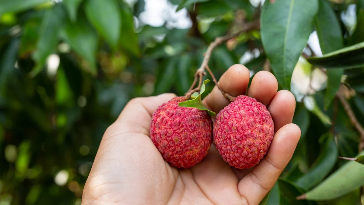 El lichi, la fruta tropical que cuida del hígado, refuerza el sistema inmunológico y previene el estreñimiento
