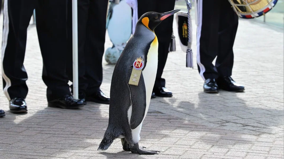 ¿Por qué un pingüino “resguarda” la corona de Noruega? La peculiar historia de Sir Nils Olav III