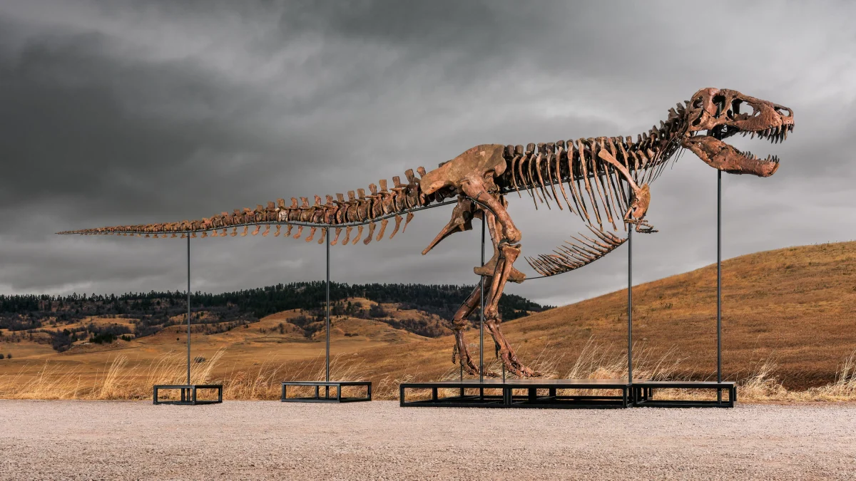 67 Millionen jahre alt: Auktionshaus versteigert T-Rex-Skelett für 50 Millionen Dollar