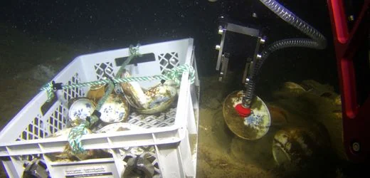 Norwegen: Schiffswrack aus dem 18. Jahrhundert entdeckt