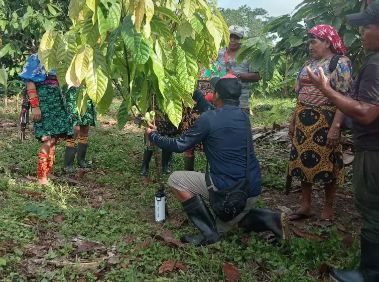 Impulsan 20 proyectos para fortalecer la seguridad alimentaria en la comarca Guna Yala, en Panamá