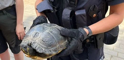 Nordrhein-Westfalen: Polizei holt Schildkröte von Autobahn